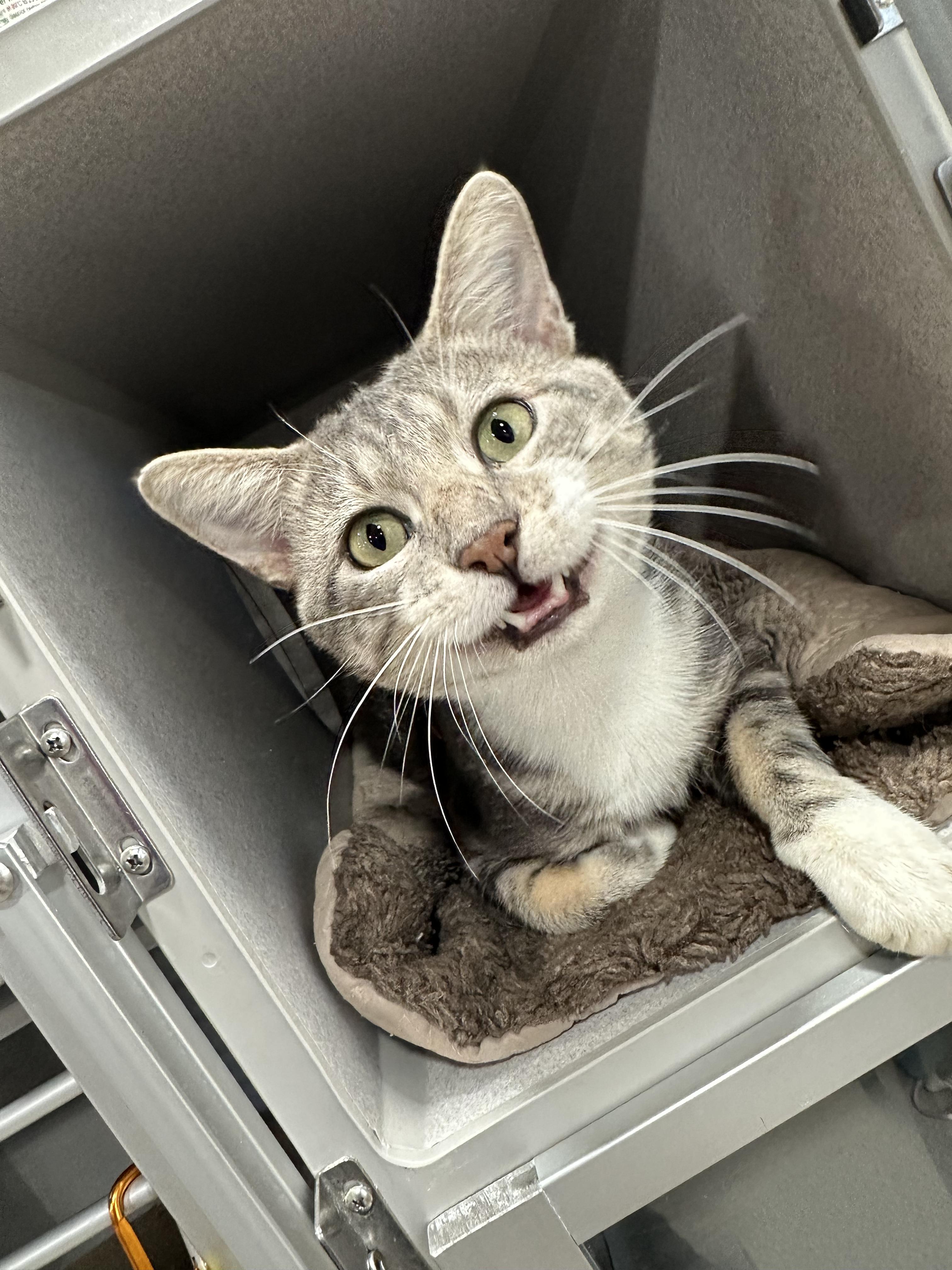 Curry, Adoptable, Adult Male Domestic Short Hair.
