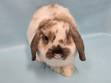 Porter, Adoptable, Young Male Holland Lop.