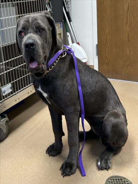 XENA, Adoptable, Young Female Cane Corso.
