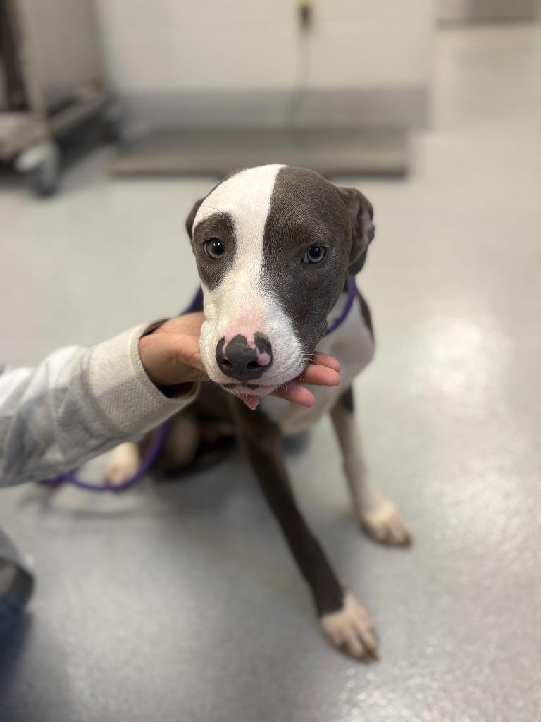 Enlarge Petra, a Adoptable mixed breed in Chillicothe, OH image 1/1
