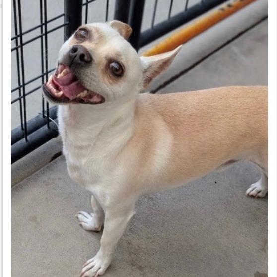 MJ, a Adoptable mixed breed in Tacoma, WA image 1/6