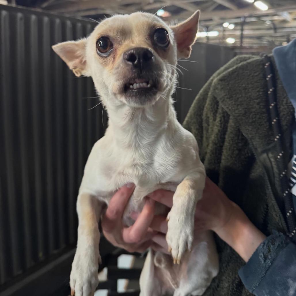 MJ, a Adoptable mixed breed in Tacoma, WA image 2/6