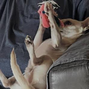 MJ, a Adoptable mixed breed in Tacoma, WA image 5/6