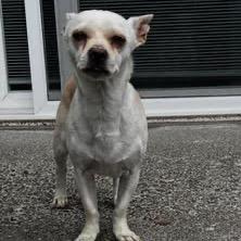 MJ, a Adoptable mixed breed in Tacoma, WA image 6/6