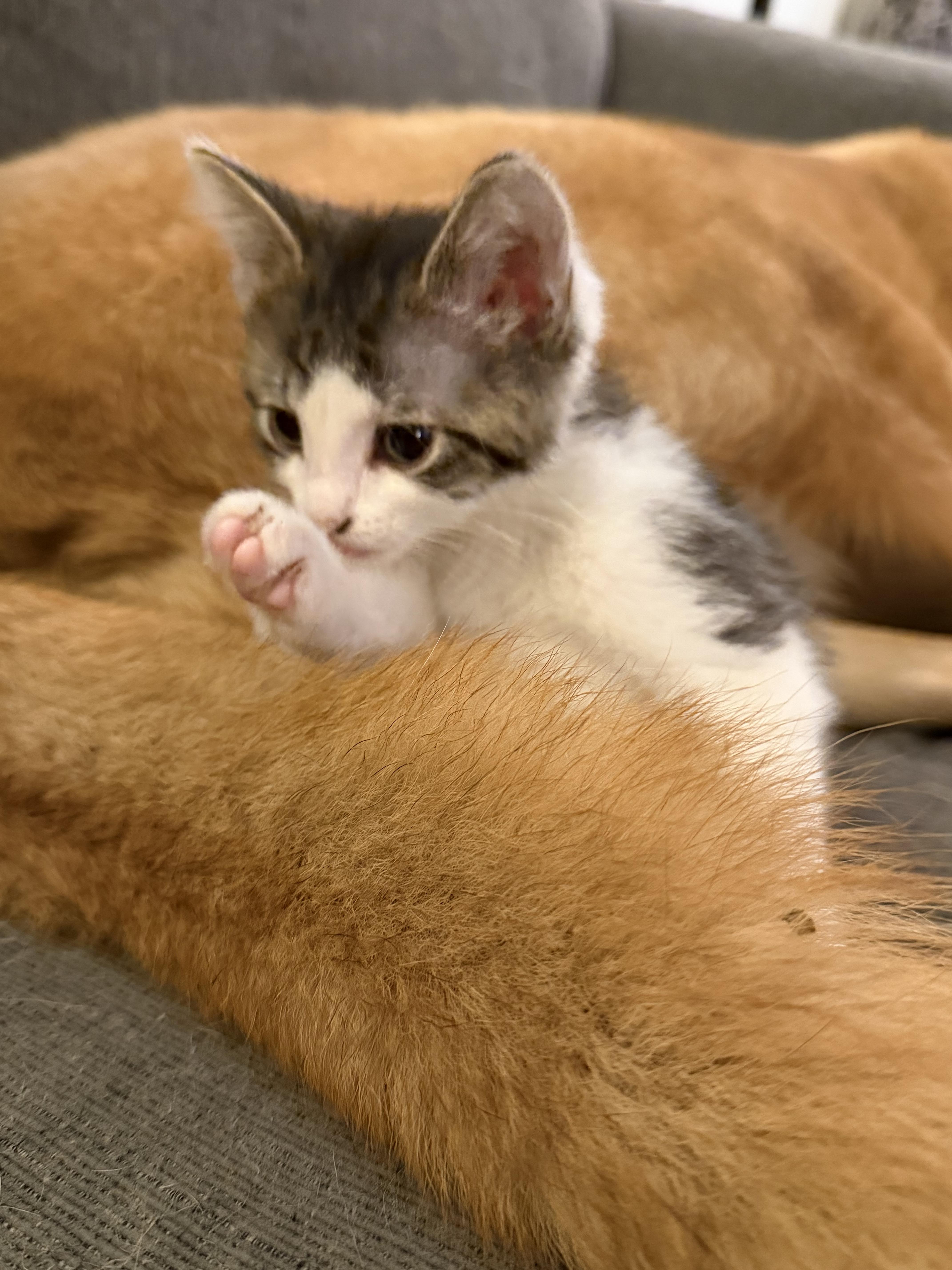 Luigi, a Adoptable mixed breed in Steinbach, MB image 4/6