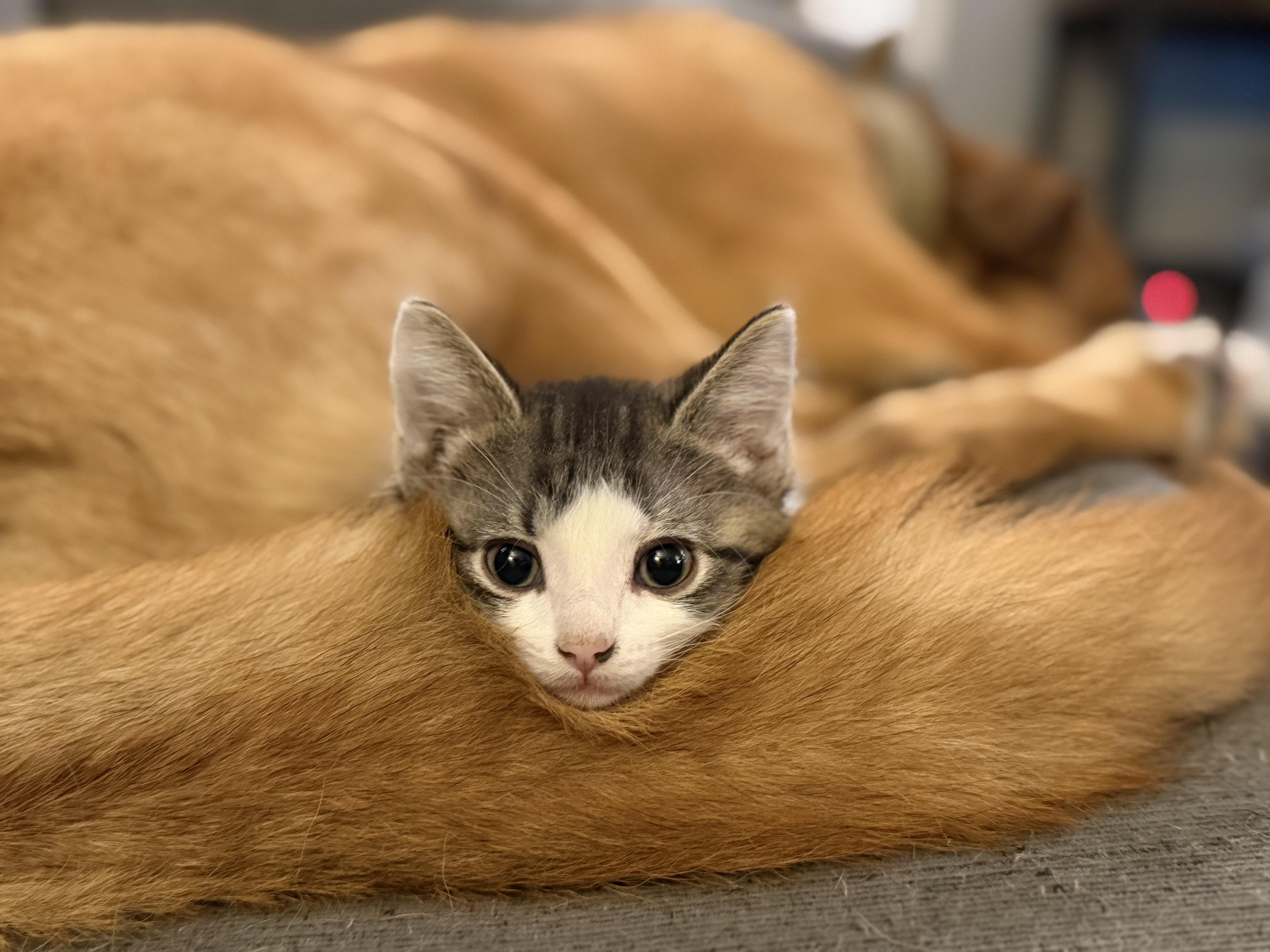 Luigi, a Adoptable mixed breed in Steinbach, MB image 5/6