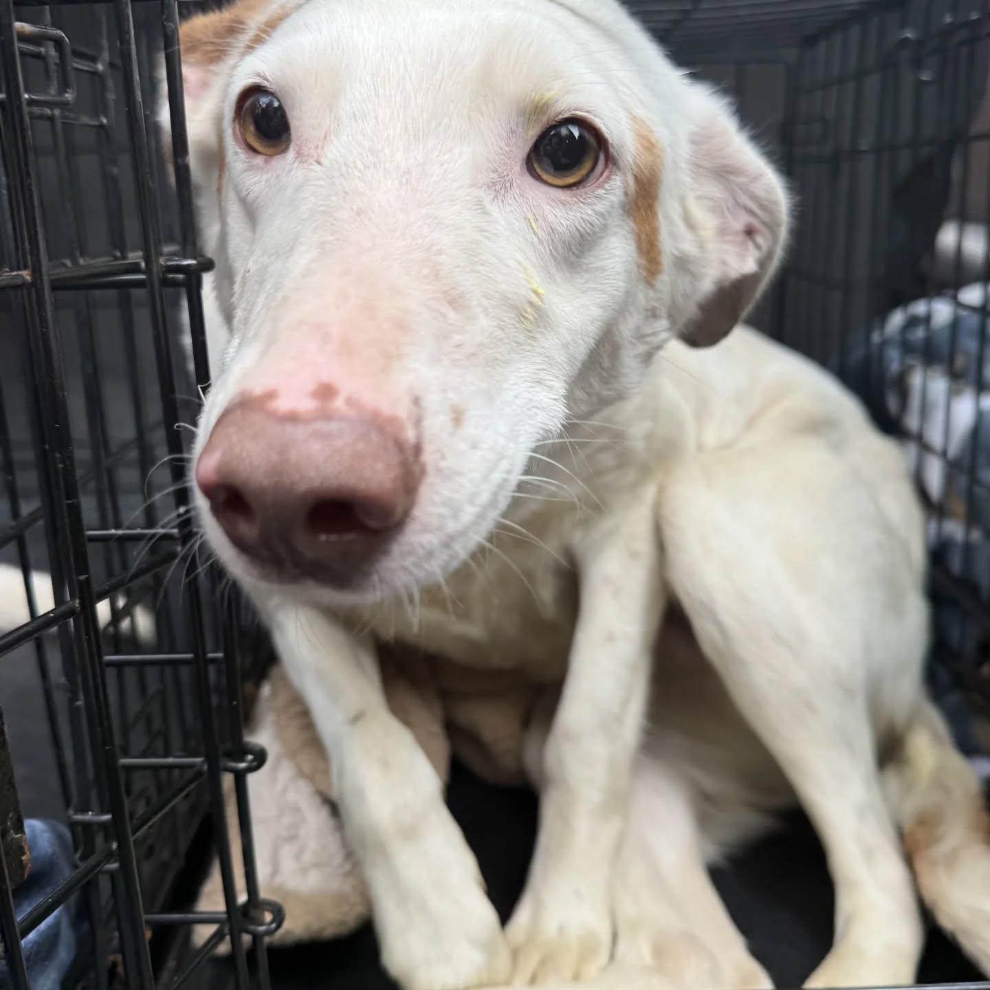 Vixie , Adoptable, Young Female Portuguese Podengo & Greyhound.