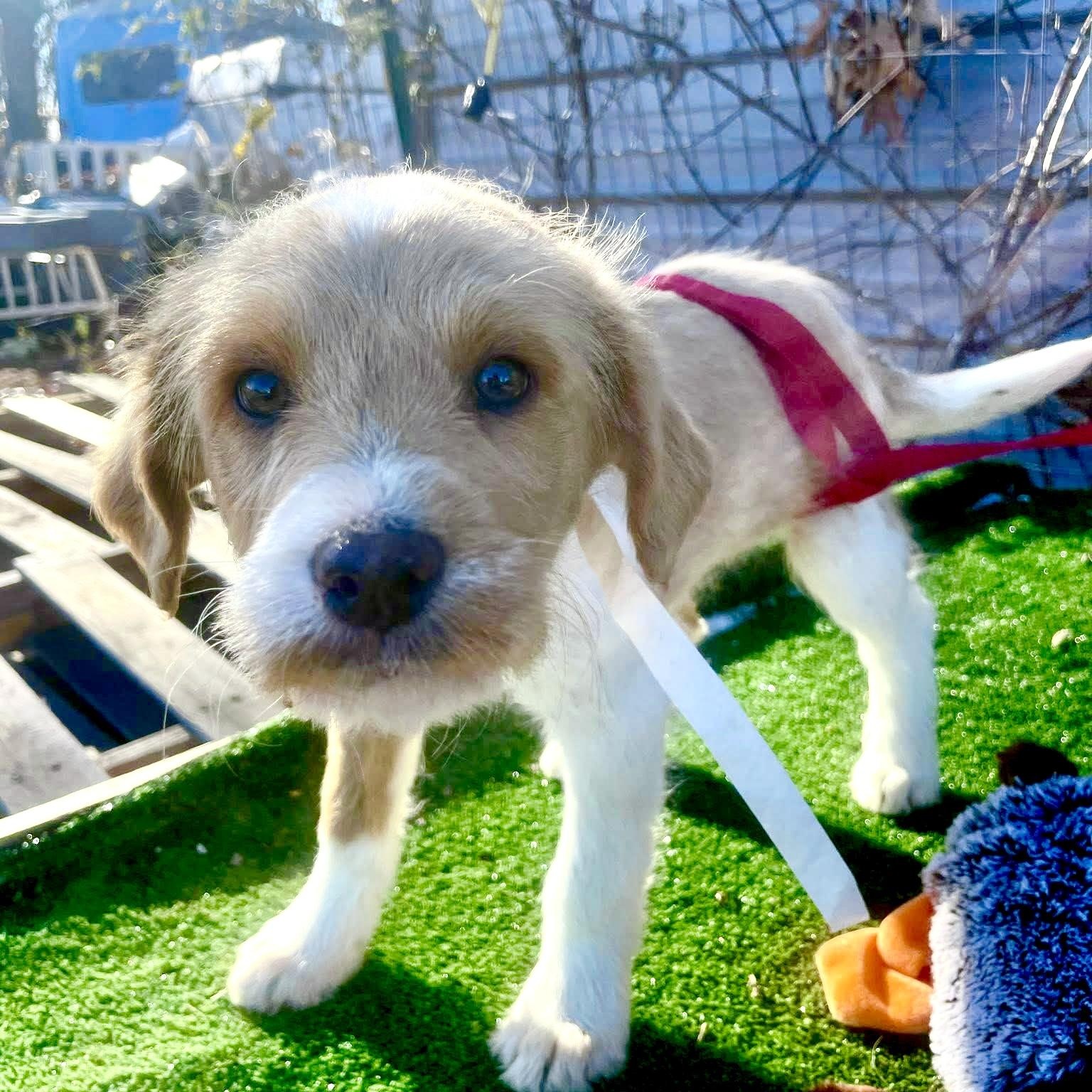 Feldspar thumbnail 3