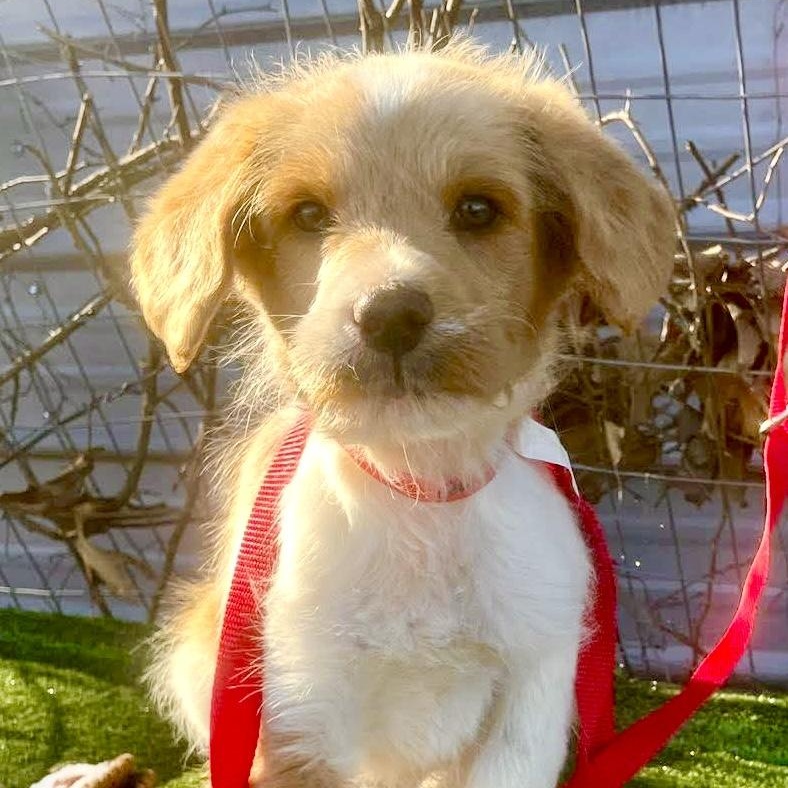 Feldspar thumbnail 4