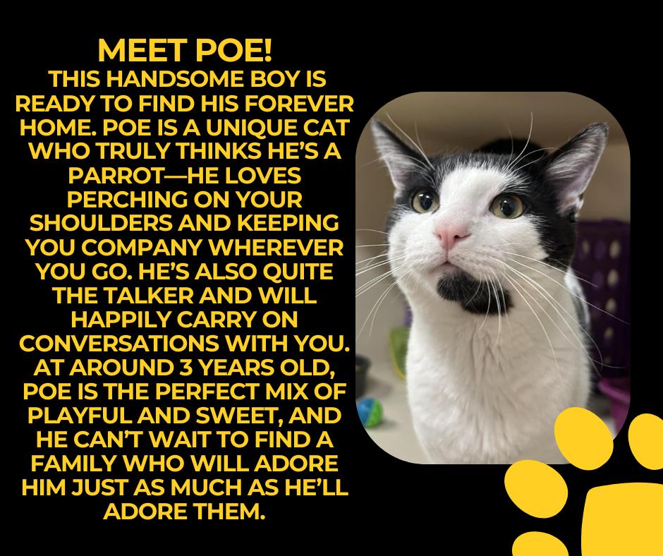 Enlarge Poe, a Adoptable Domestic Short Hair in Tama, IA image 1/1