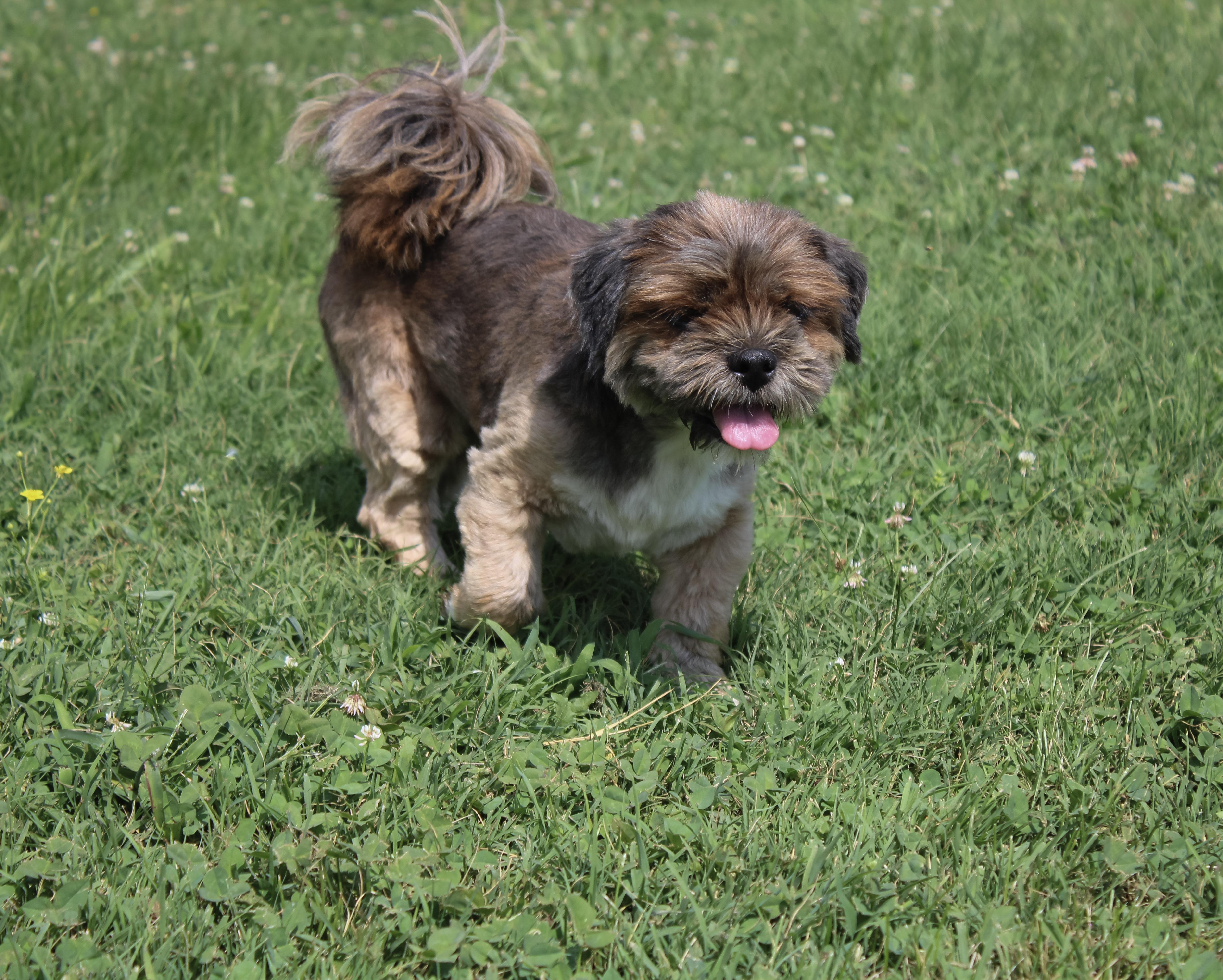 Chancey, adopted, Adult Female Lhasa Apso.