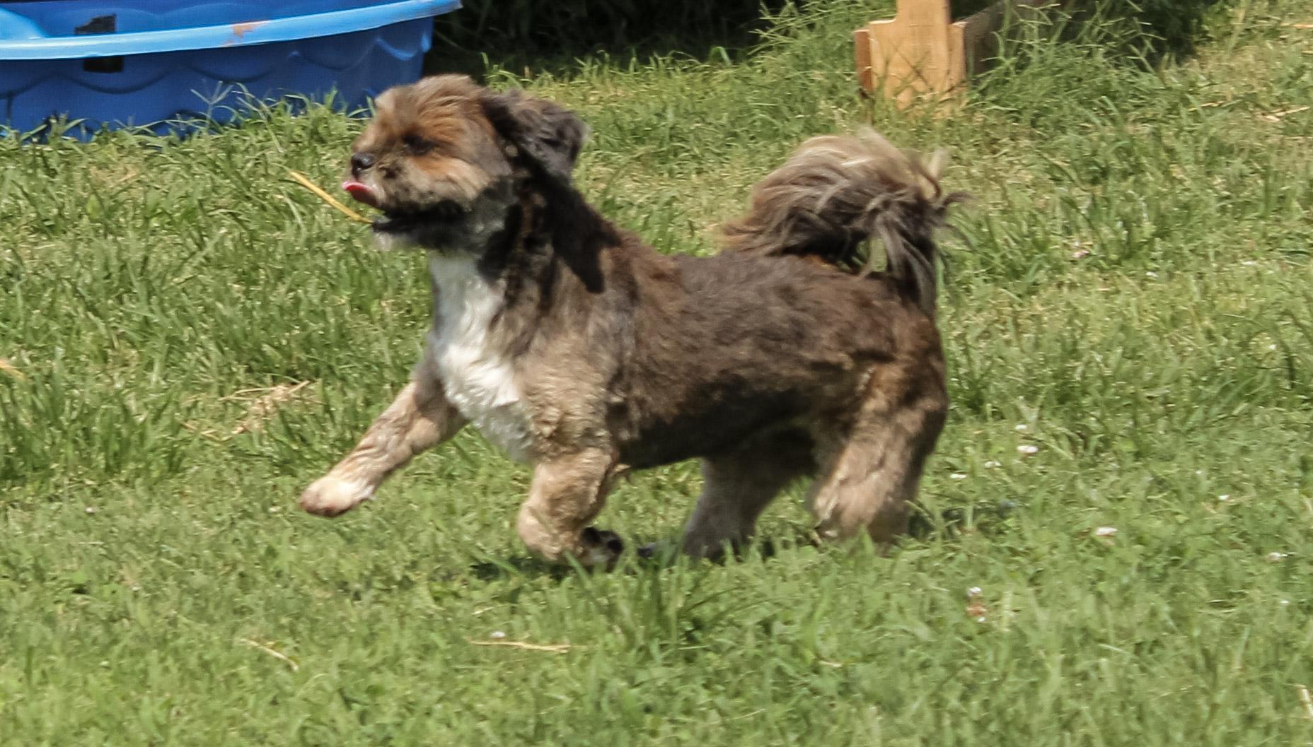 Enlarge Chancey, an adopted Lhasa Apso in Neosho, MO image 2/3