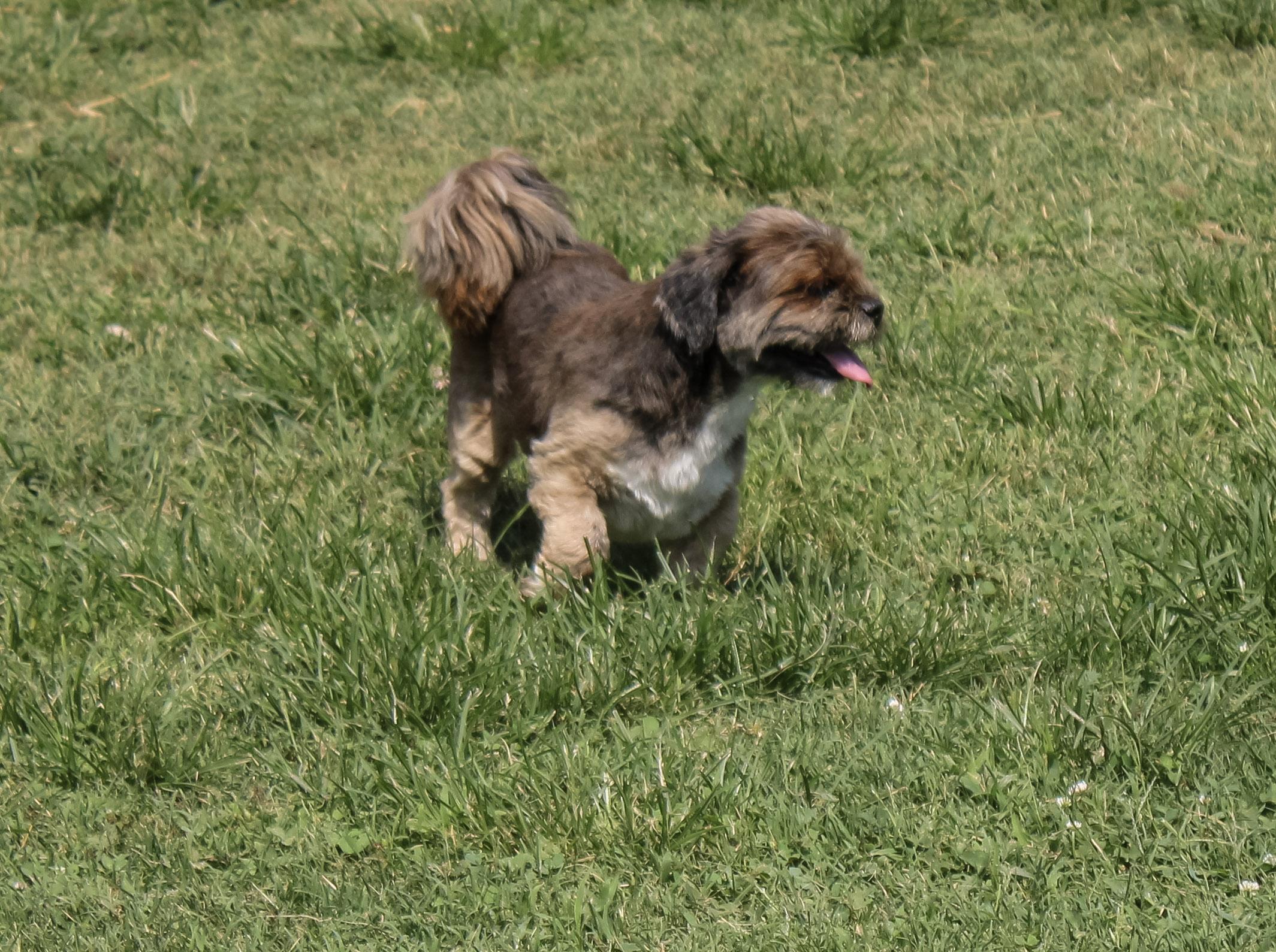 Enlarge Chancey, an adopted Lhasa Apso in Neosho, MO image 3/3