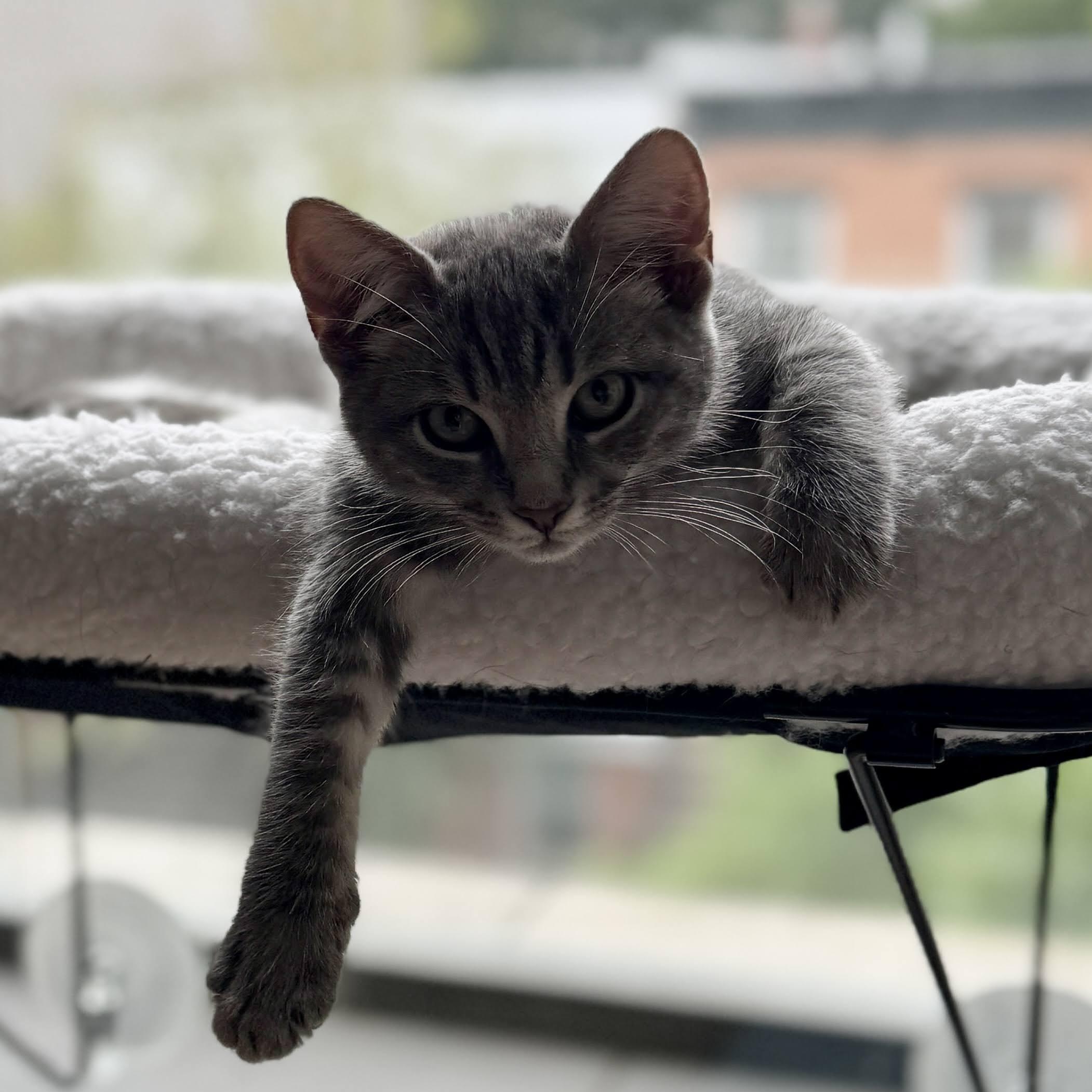 Hopscotch, Adoptable, Young Female American Shorthair.