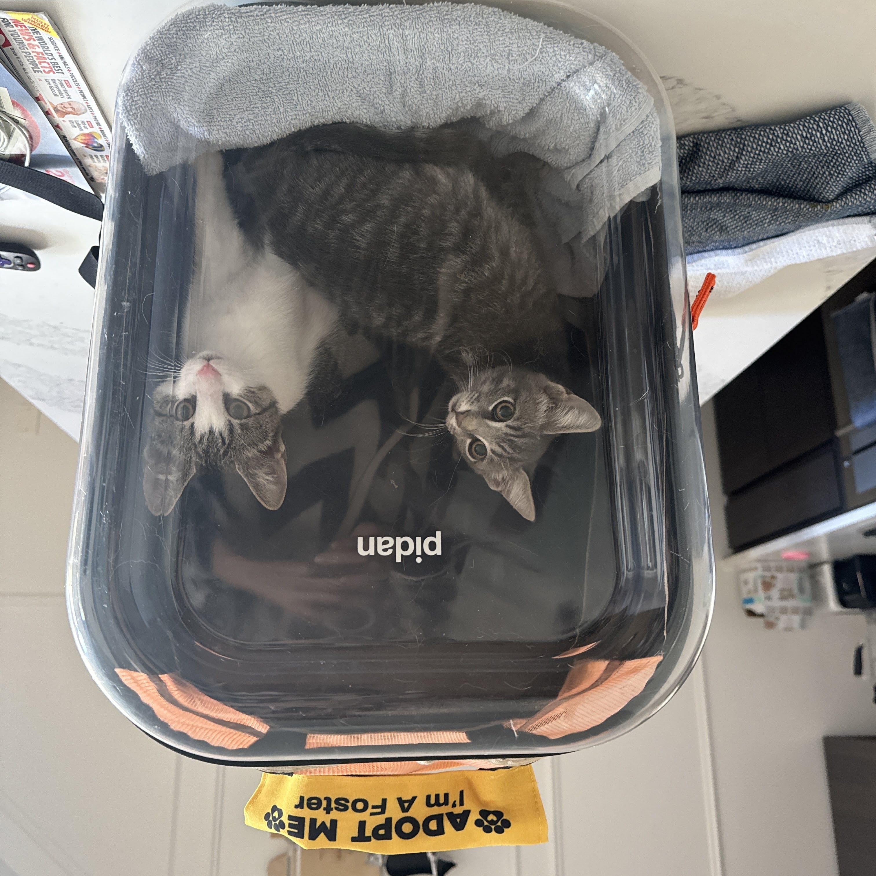 Hopscotch, a Adoptable American Shorthair in brooklyn, NY image 6/6