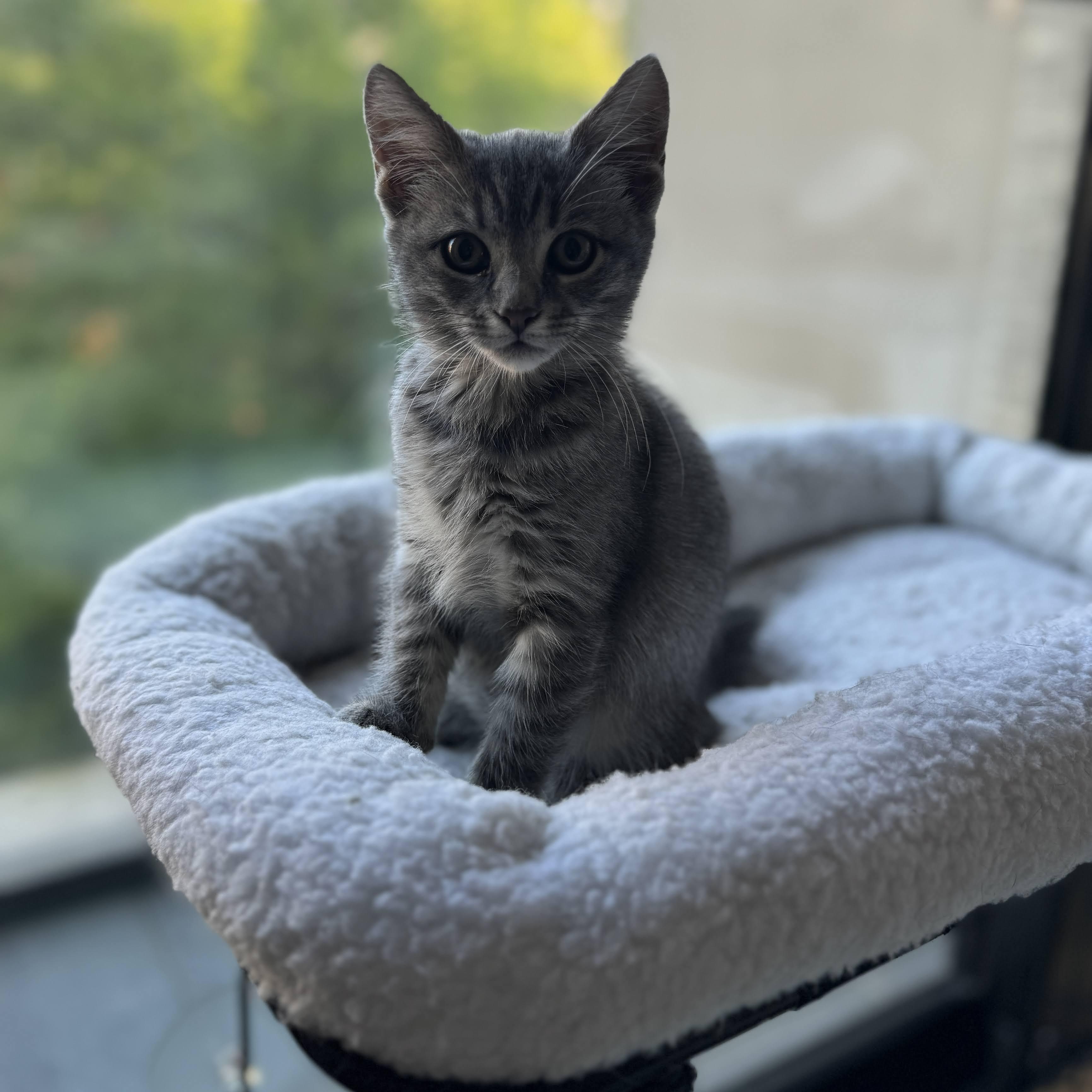 Hopscotch, a Adoptable American Shorthair in brooklyn, NY image 4/6