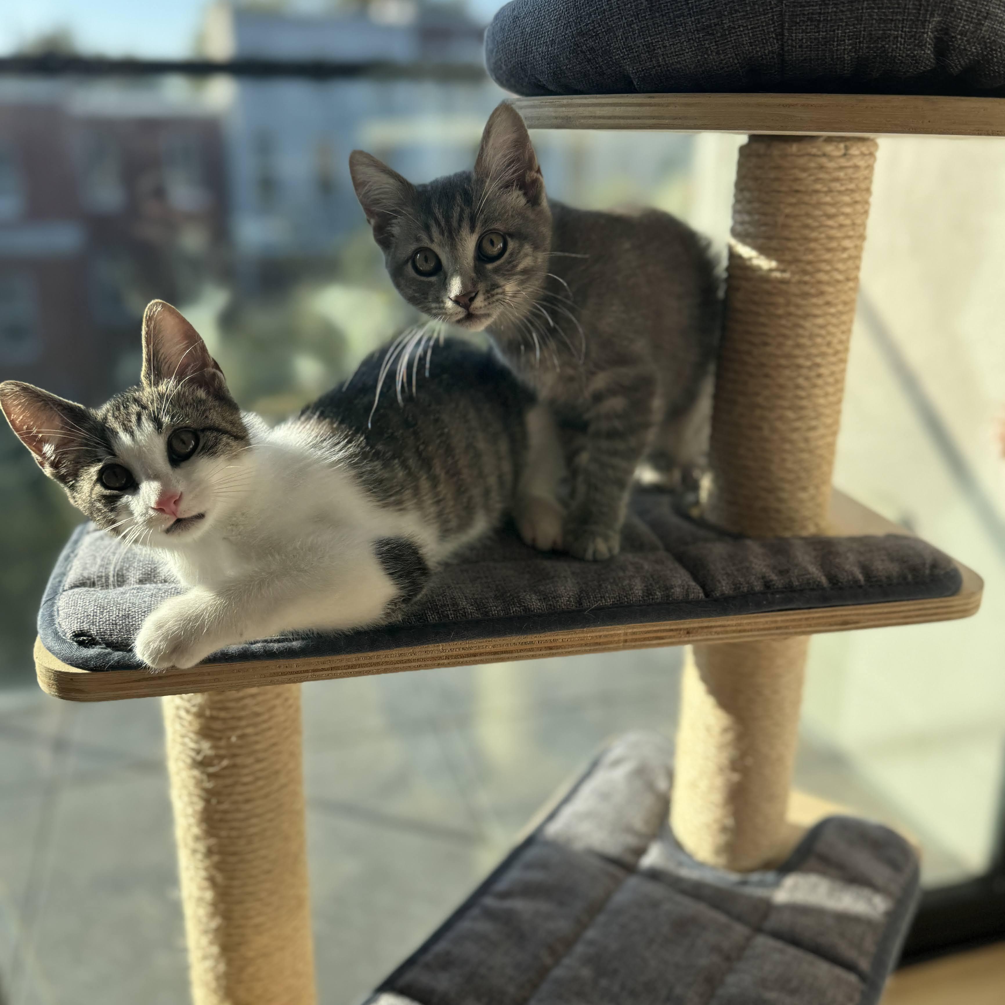 Hopscotch, a Adoptable American Shorthair in brooklyn, NY image 5/6