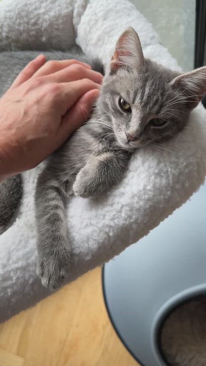 Enlarge Hopscotch, a Adoptable American Shorthair in brooklyn, NY video 3/6