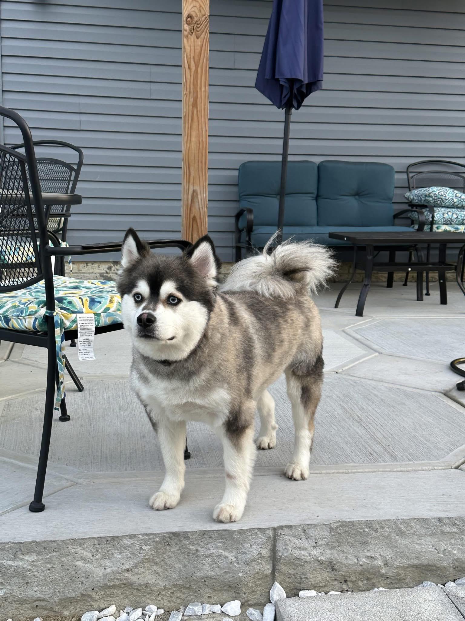 Lucky (courtesy post), an adoptable Pomsky in Powell, OH, 43065 | Photo Image 1