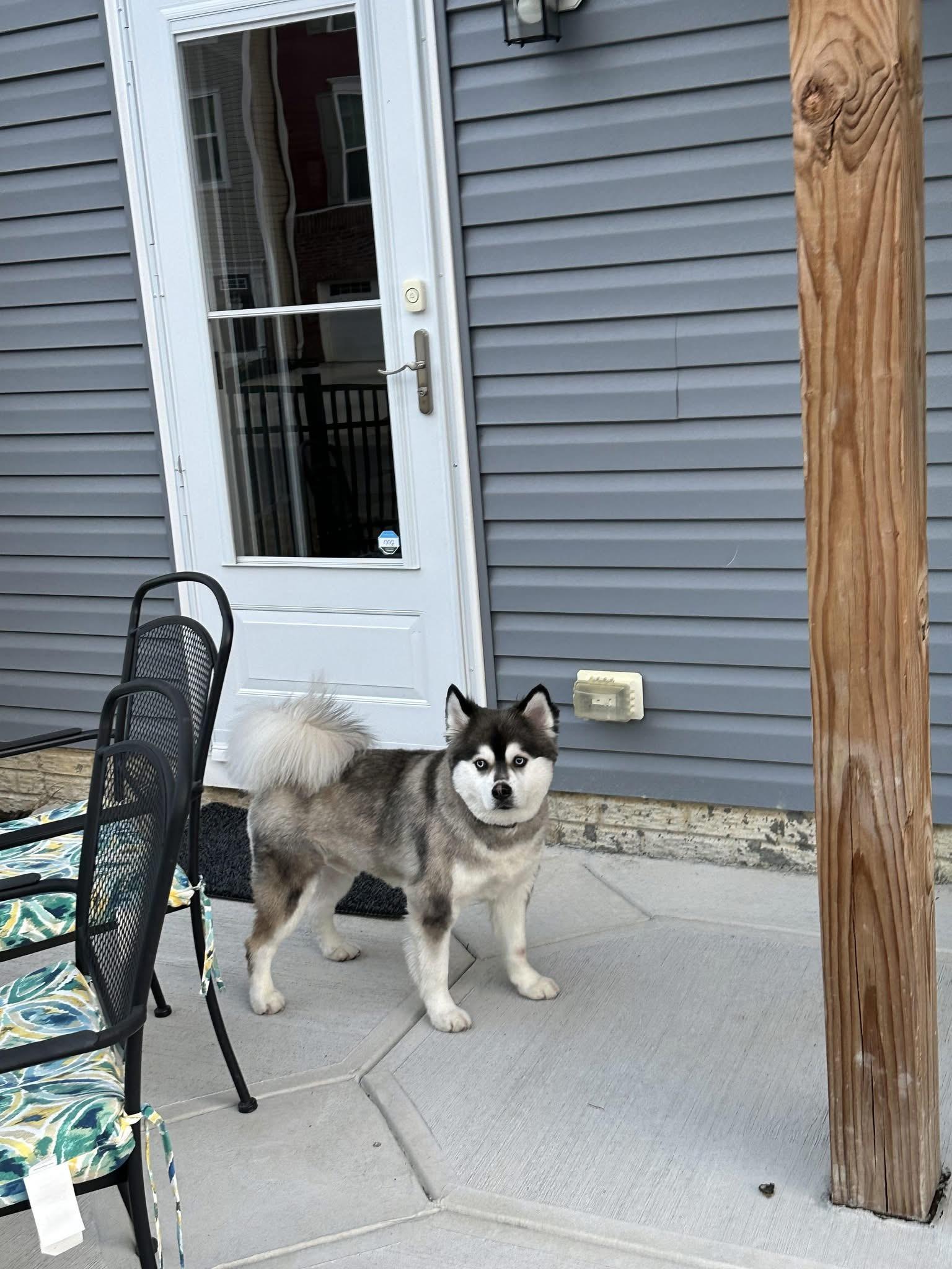 Lucky (courtesy post), an adoptable Pomsky in Powell, OH, 43065 | Photo Image 3