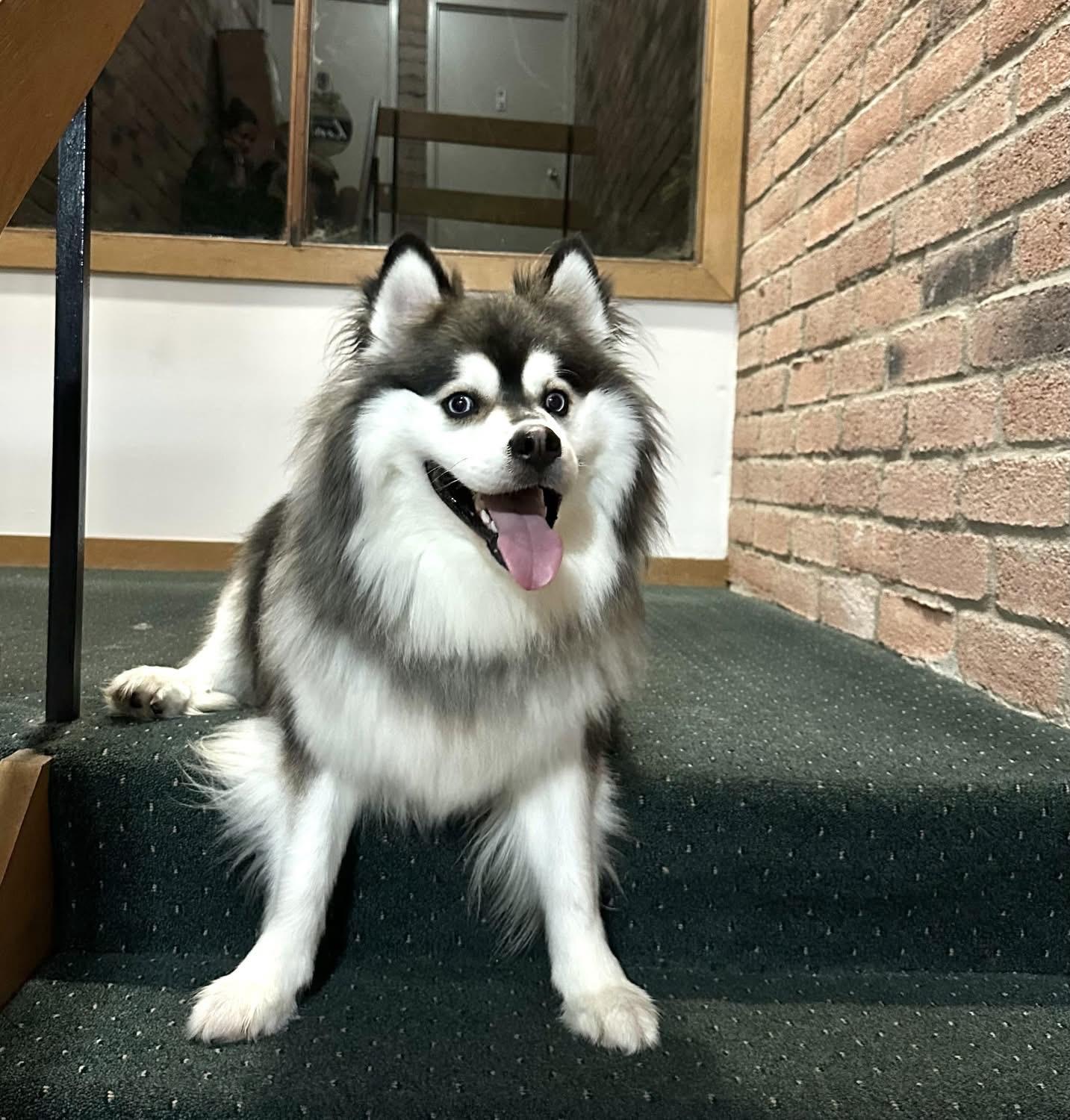 Lucky (courtesy post), an adoptable Pomsky in Powell, OH, 43065 | Photo Image 2