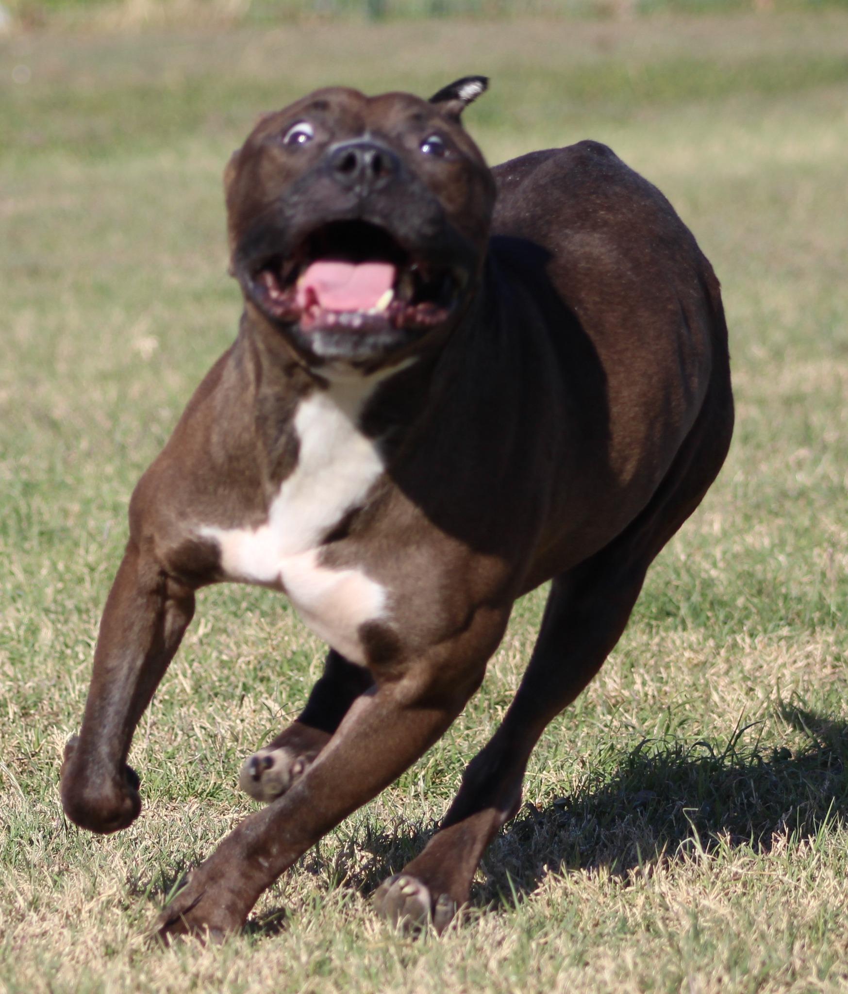 Enlarge Latte, an adoptable Pit Bull Terrier in Temple, TX image 4/6