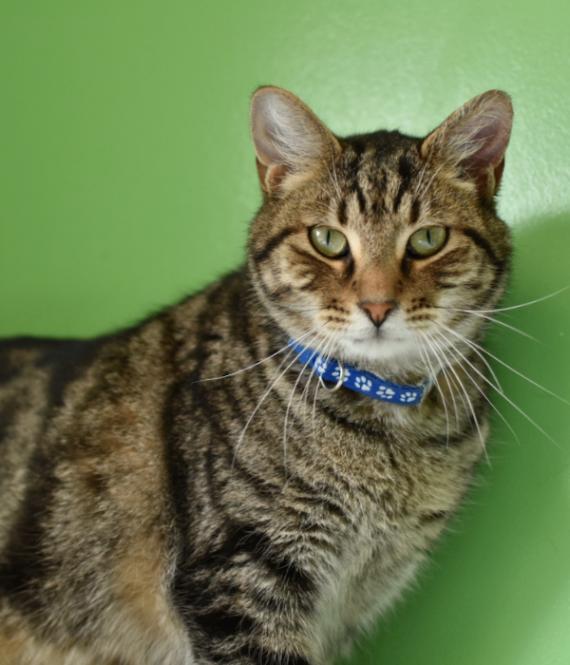 Luffy, a Adoptable Domestic Short Hair in Marietta, GA image 1/5