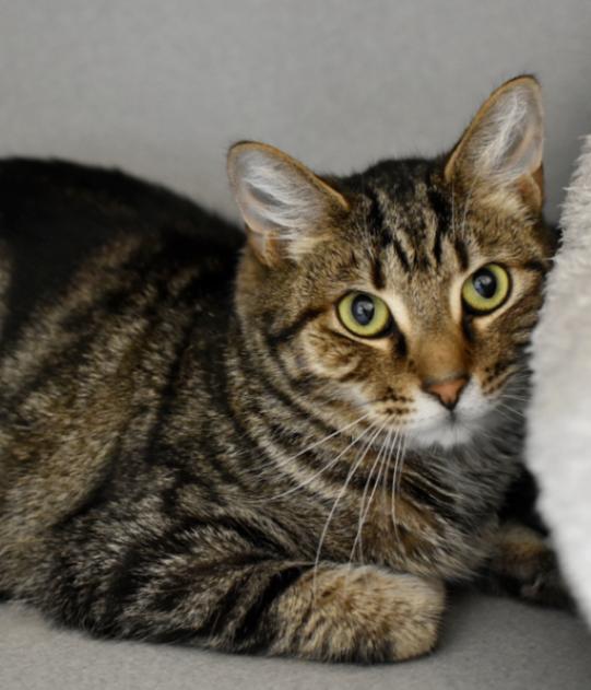 Luffy, a Adoptable Domestic Short Hair in Marietta, GA image 2/5