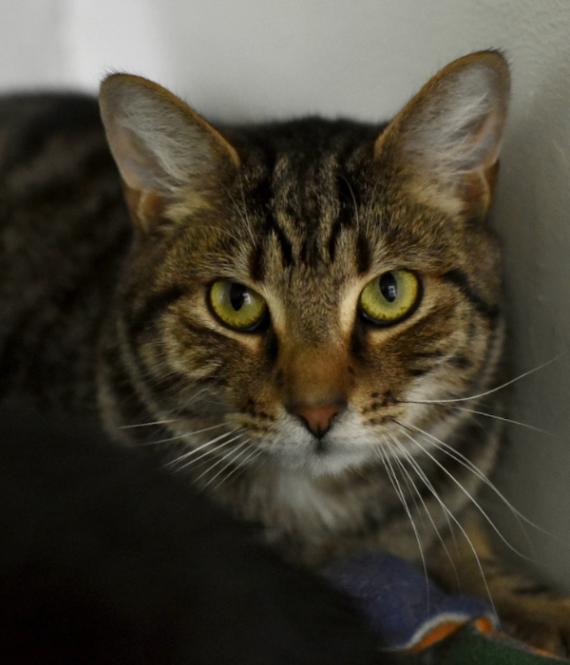 Luffy, a Adoptable Domestic Short Hair in Marietta, GA image 3/5