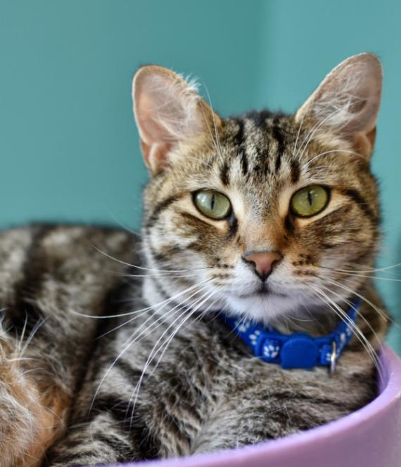 Luffy, a Adoptable Domestic Short Hair in Marietta, GA image 4/5