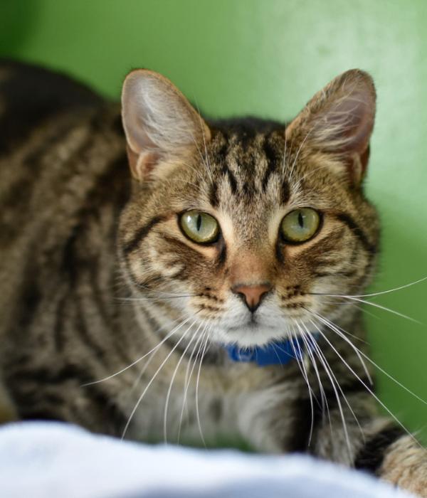 Luffy, a Adoptable Domestic Short Hair in Marietta, GA image 5/5