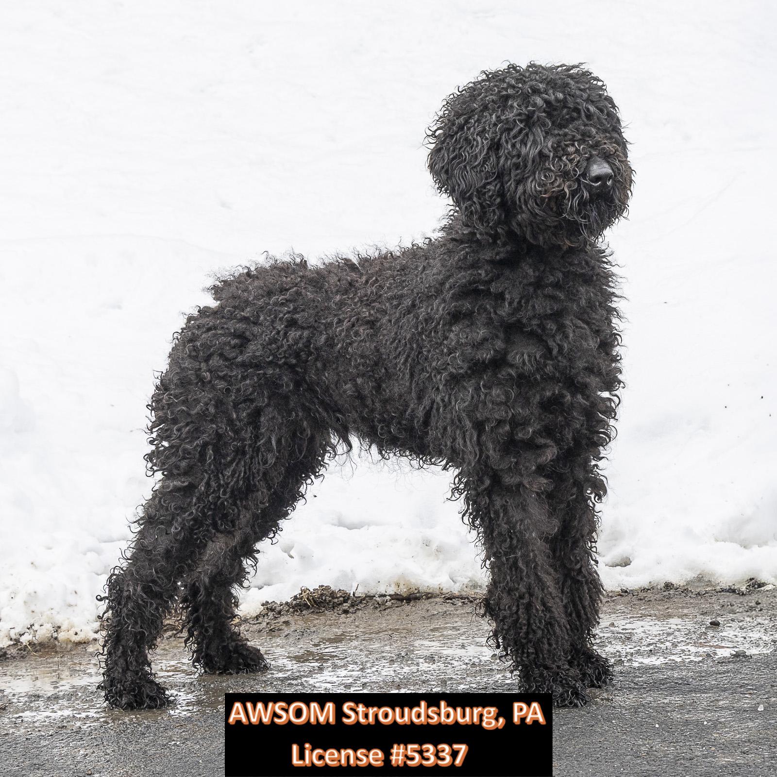 Stella, a ADOPTABLE mixed breed in Stroudsburg, PA image 1/2