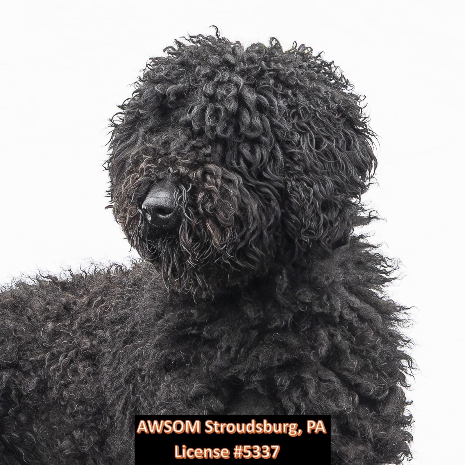 Stella, a ADOPTABLE mixed breed in Stroudsburg, PA image 2/2