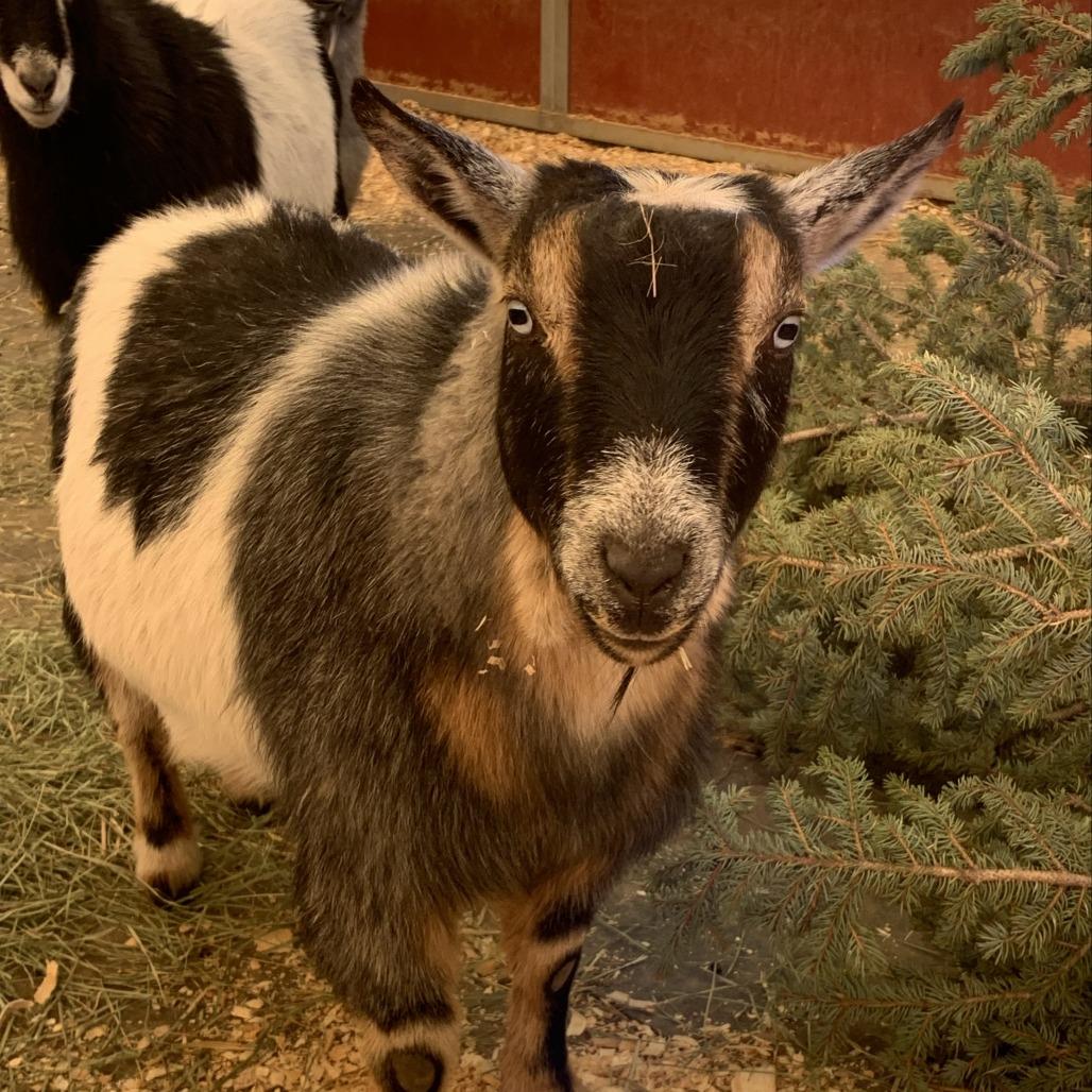Enlarge ShotGun, a Adoptable Nigerian Dwarf in Kanab, UT image 1/1