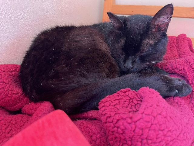 Poe, a Adoptable Domestic Short Hair in Oakland, CA image 1/3