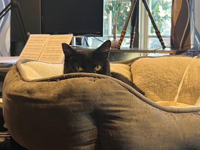 Poe, a Adoptable Domestic Short Hair in Oakland, CA image 2/3