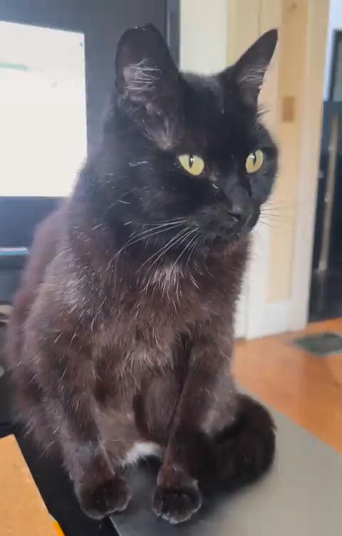 Poe, Adoptable, Adult Male Domestic Short Hair.