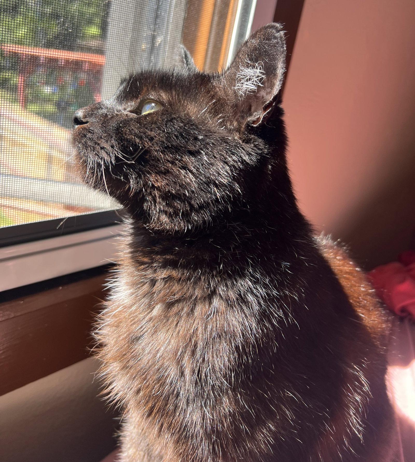 Enlarge Poe, a Adoptable Domestic Short Hair in Oakland, CA image 2/3