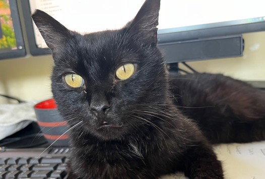 Poe, a Adoptable Domestic Short Hair in Oakland, CA image 3/3
