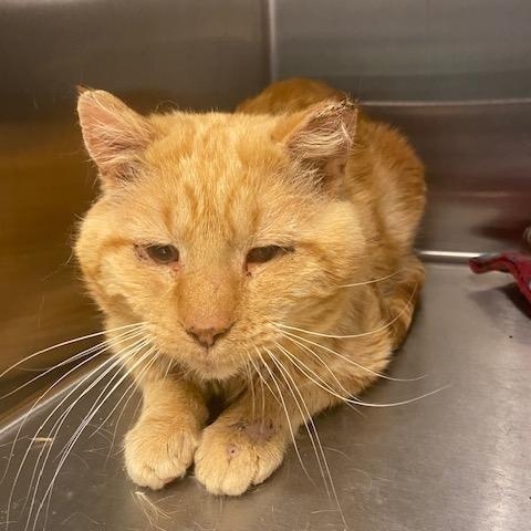 Enlarge Calvin, a ADOPTABLE mixed breed in Plain City, OH image 2/2