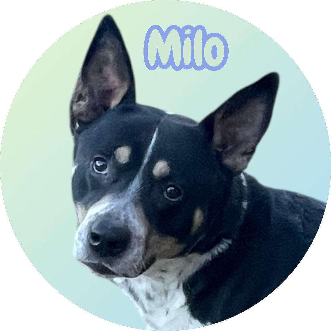Milo