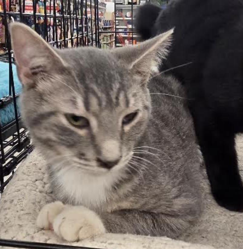 Turkey , adopted, Kitten Male Domestic Short Hair.