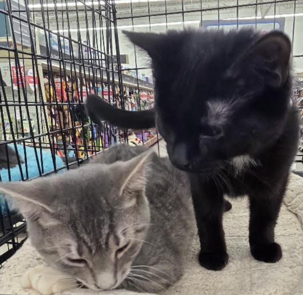 Turkey , an adopted Domestic Short Hair in Cincinnati, OH image 3/3