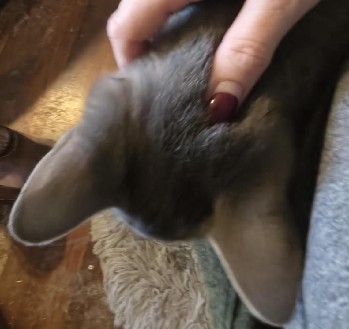 Turkey , an adopted Domestic Short Hair in Cincinnati, OH image 2/3