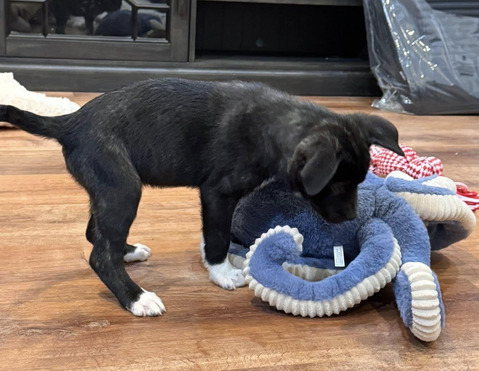 Sheldon, Adopted, Young Male Pit Bull Terrier & Labrador Retriever.