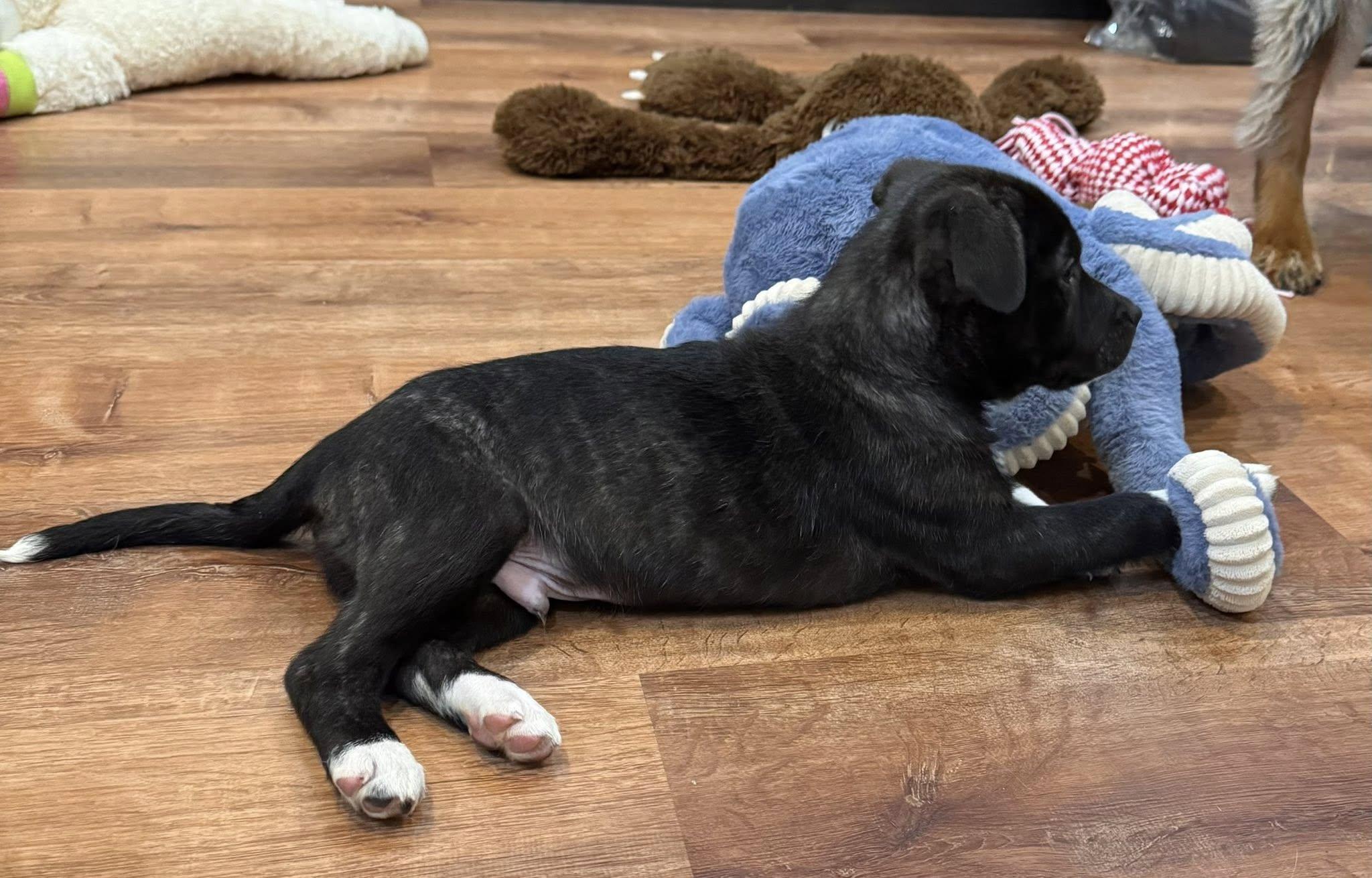 Sheldon, a Adopted mixed breed in LEWISTON, ID image 2/4