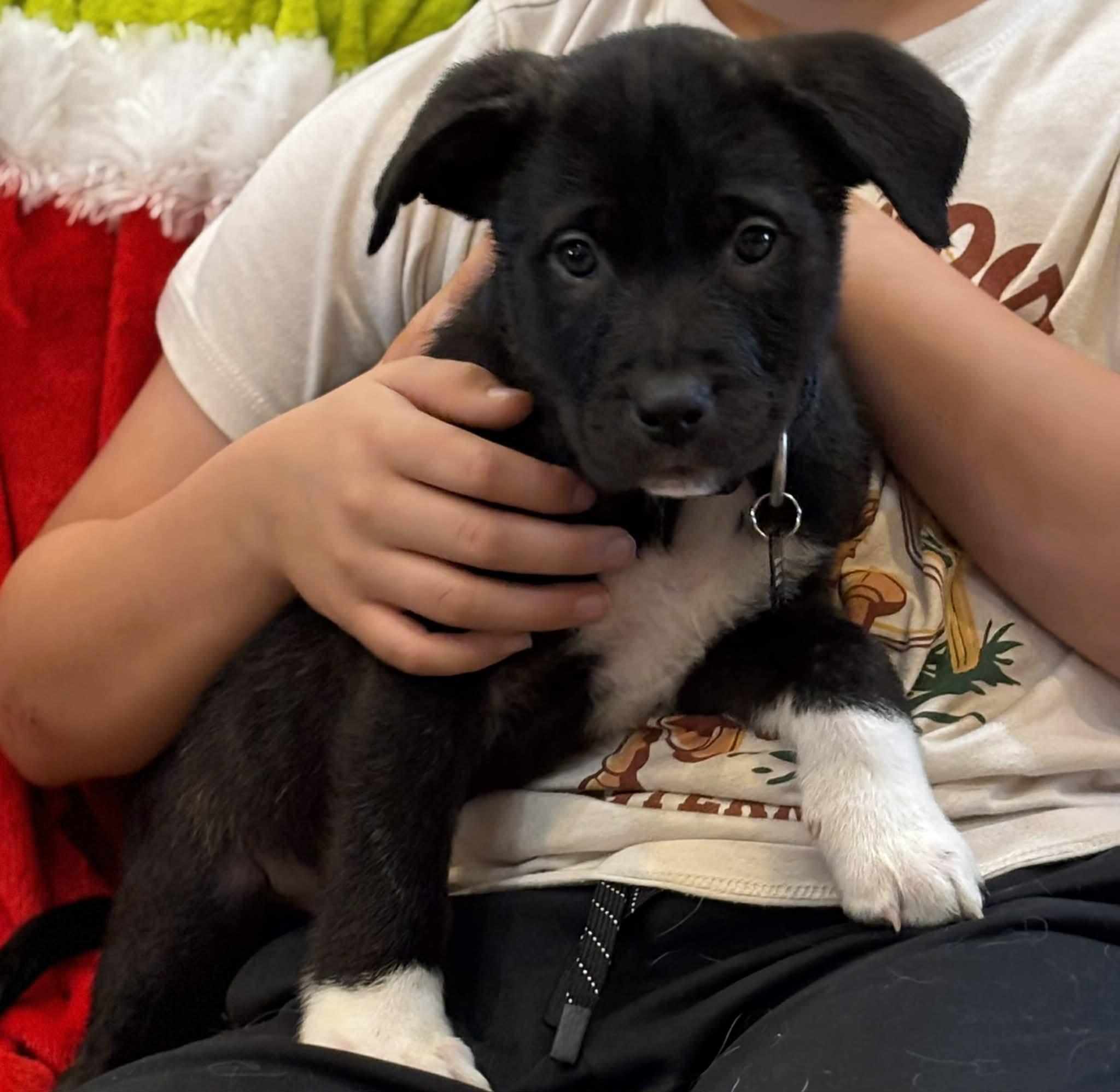 Sheldon, a Adopted mixed breed in LEWISTON, ID image 3/4