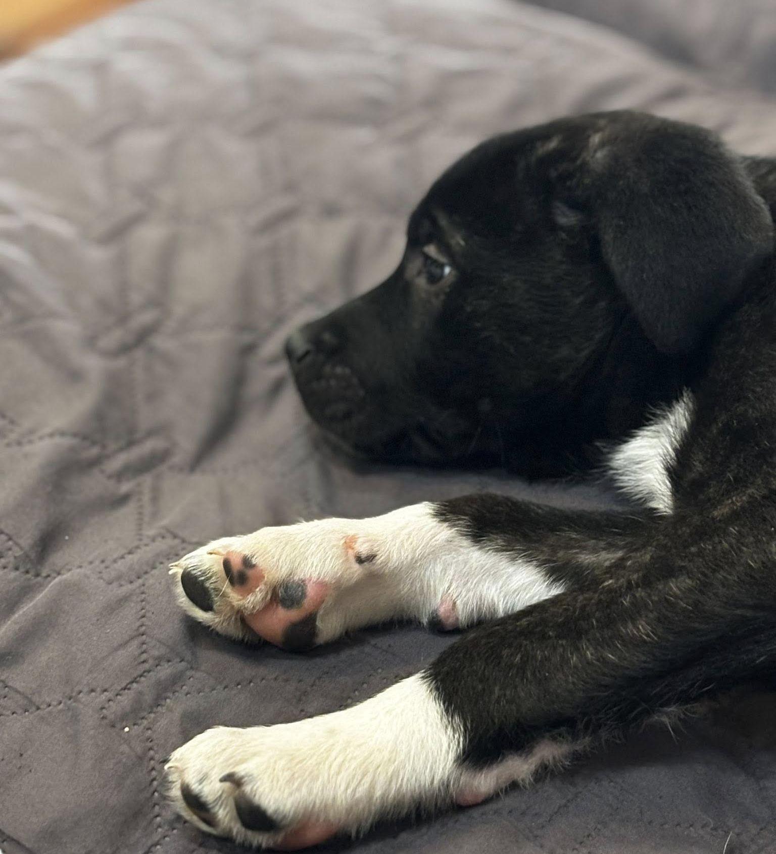 Sheldon, a Adopted mixed breed in LEWISTON, ID image 4/4