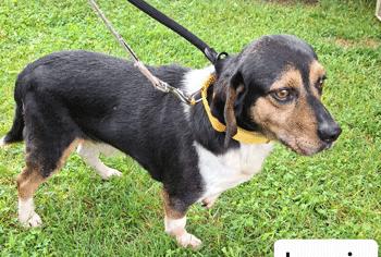 Jessie, a ADOPTABLE Beagle in West Decatur, PA image 2/4