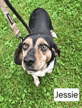 Jessie, a ADOPTABLE Beagle in West Decatur, PA image 1/4
